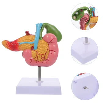 Патологична модел на жлъчния мехур, Анатомия на човека, Инструменти за биологичното обучение, панкреас, жлъчен камък от PVC, Храносмилателната система
